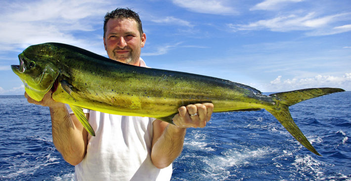 Dolphin fish (mahi-mahi)