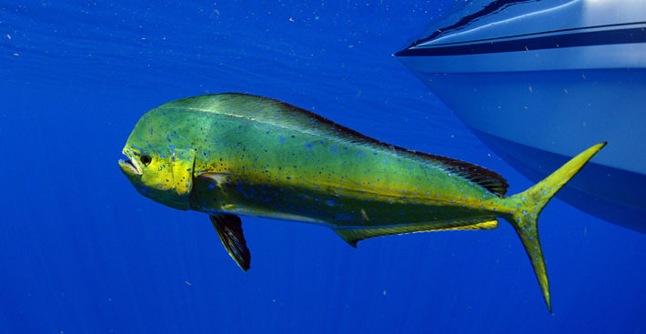 mahi-mahi or dolphin fish